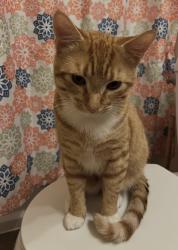 Lost Male Cat last seen Near ralph rd, Glen Burnie, MD 21060