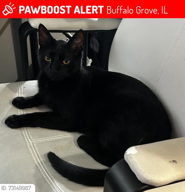 Lost Male Cat last seen Woodstone Cir. and Weiland Rd., Buffalo Grove, IL 60089