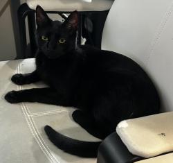 Lost Male Cat last seen Woodstone Cir. and Weiland Rd., Buffalo Grove, IL 60089