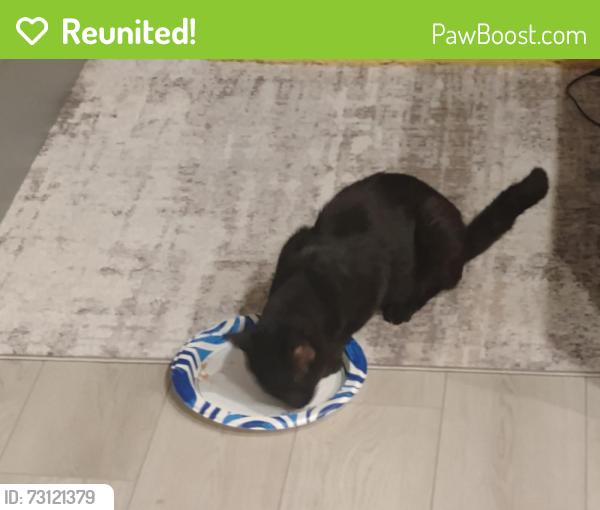 Reunited Male Cat last seen Pyle St., Enterprise, NV 89141