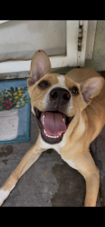 Found/Stray Male Dog last seen Marin ave, Modesto, CA 95358