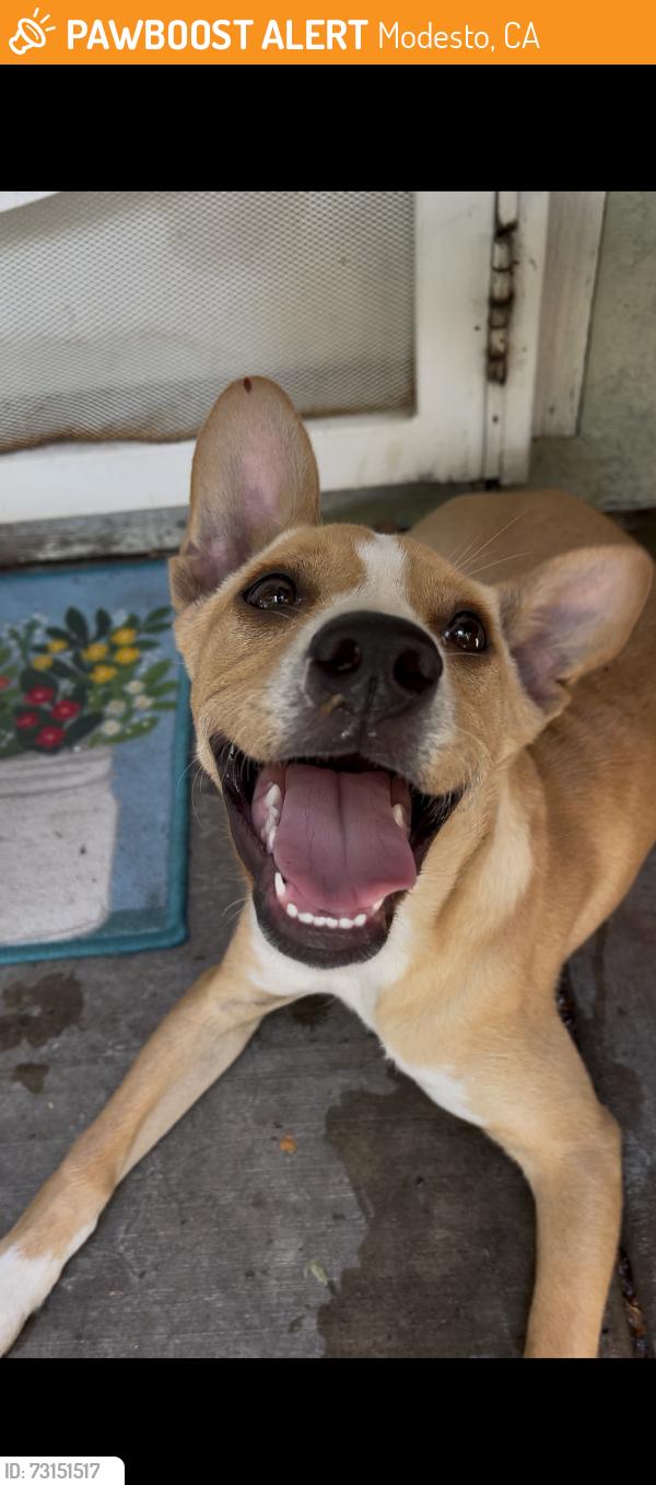 Found/Stray Male Dog last seen Marin ave, Modesto, CA 95358