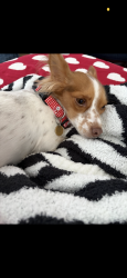 Lost Female Dog last seen Capri rd, Winston-Salem, NC 27103