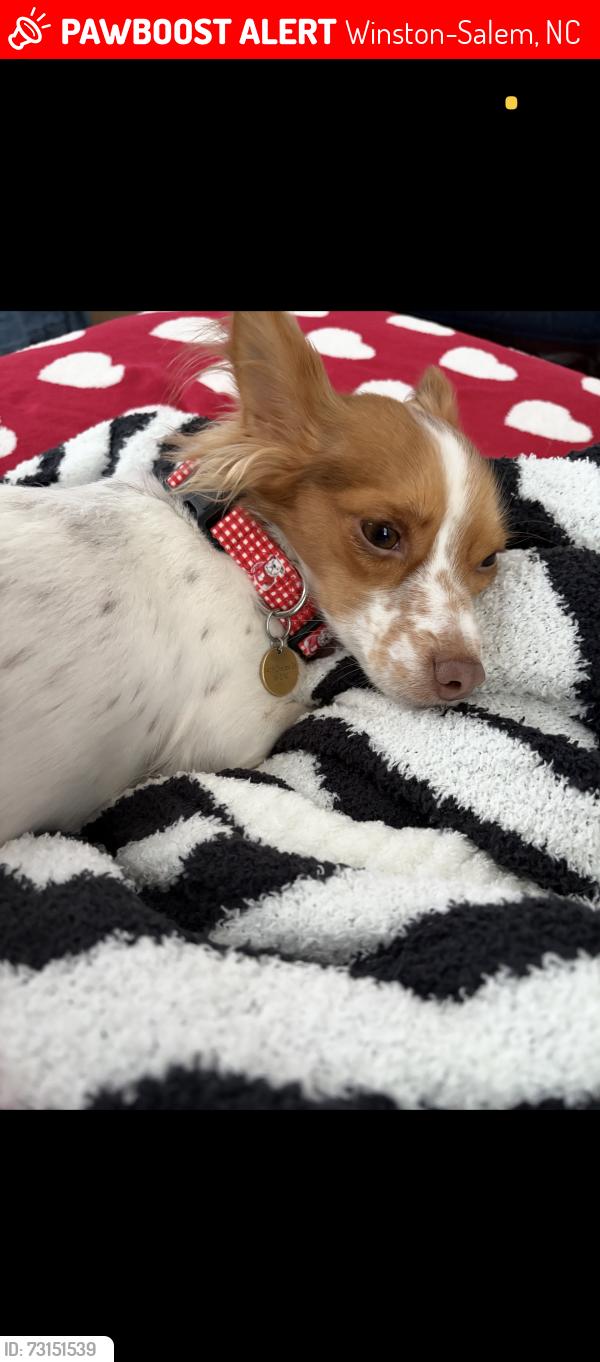 Lost Female Dog last seen Capri rd, Winston-Salem, NC 27103