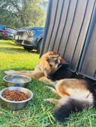 Reunited Male Dog last seen Near an 160 Knothole rd, Whitewright, TX 75491