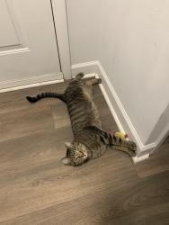 Lost Male Cat last seen Beverly Road/Haw Creek Mews, Asheville, NC 28805