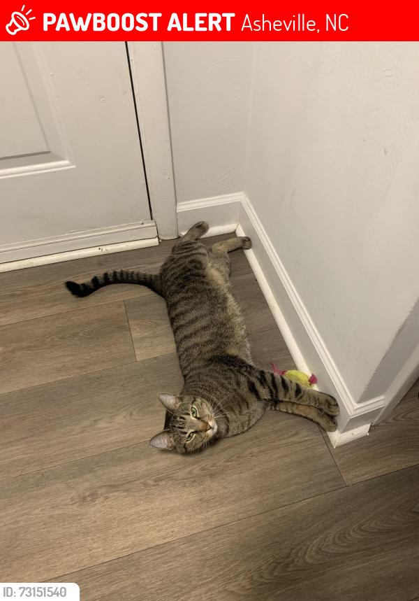 Lost Male Cat last seen Beverly Road/Haw Creek Mews, Asheville, NC 28805