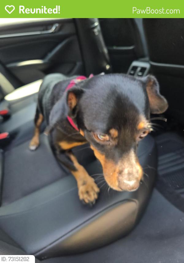Reunited Male Dog last seen South Park Neighborhood, Piedmont, SC 29673