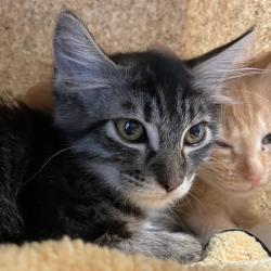 Shelter Stray Female Cat last seen , 361 S Raymond Ave, Pasadena, CA 91105, USA