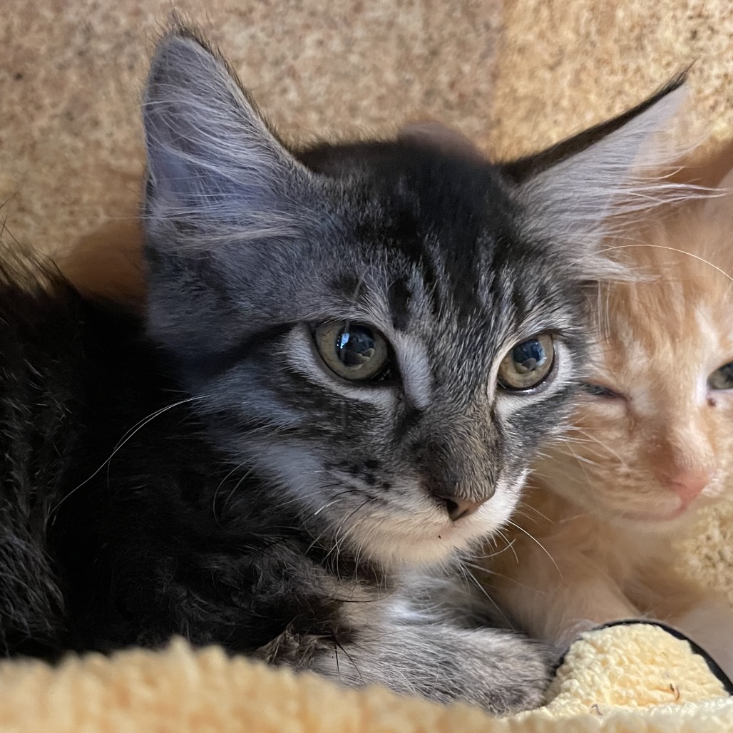 Shelter Stray Female Cat last seen , 361 S Raymond Ave, Pasadena, CA 91105, USA