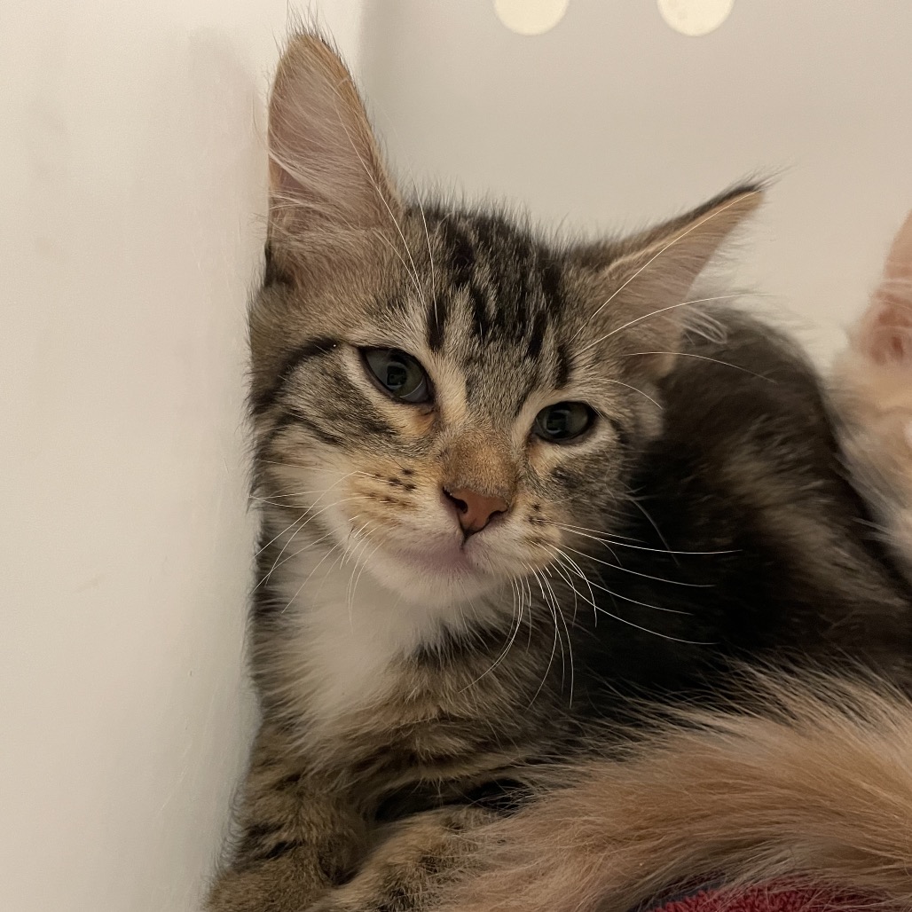 Shelter Stray Male Cat last seen , 361 S Raymond Ave, Pasadena, CA 91105, USA