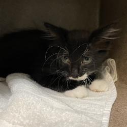 Shelter Stray Male Cat last seen , 361 S Raymond Ave, Pasadena, CA 91105, USA