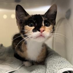 Shelter Stray Female Cat last seen , 361 S Raymond Ave, Pasadena, CA 91105, USA