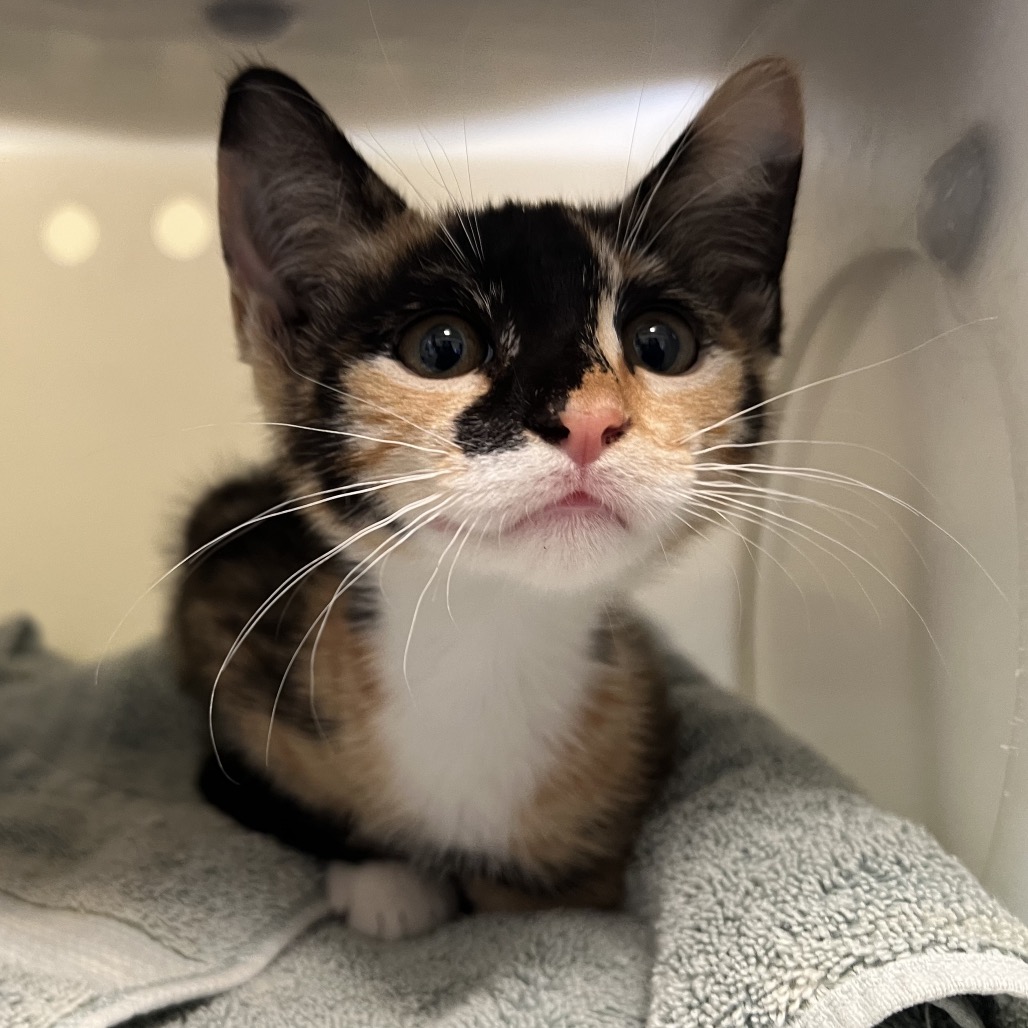 Shelter Stray Female Cat last seen , 361 S Raymond Ave, Pasadena, CA 91105, USA