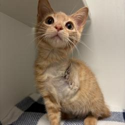 Shelter Stray Male Cat last seen , 8020 Washington St, Port Richey, FL 34668, USA