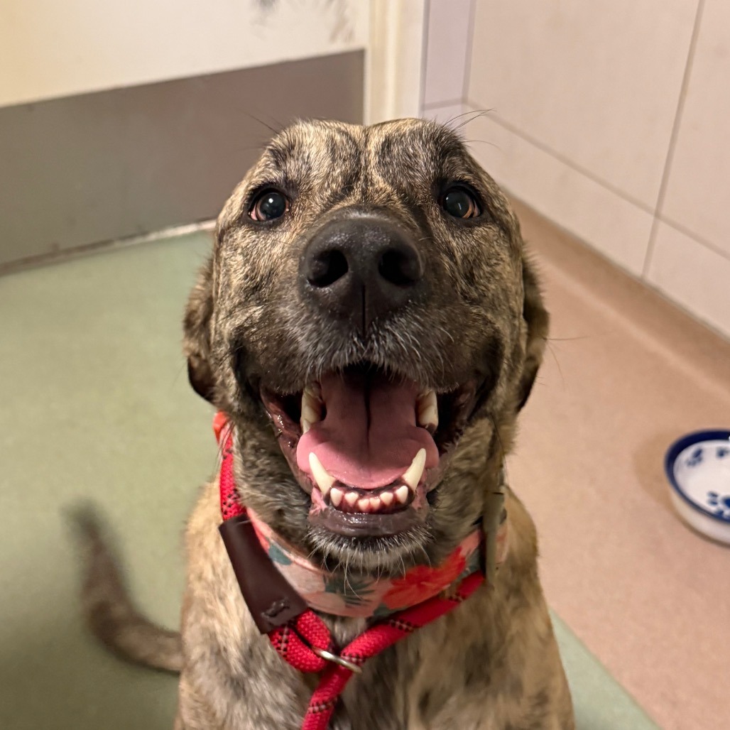 Shelter Stray Female Dog last seen , 157 W Grand Ave, Chicago, IL 60654, USA