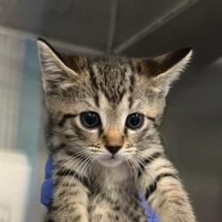 Shelter Stray Male Cat last seen , 980 Guilford College Rd, Greensboro, NC 27409, USA