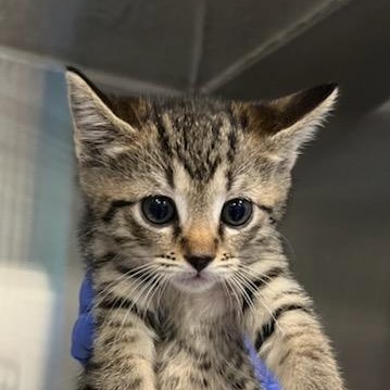 Shelter Stray Male Cat last seen , 980 Guilford College Rd, Greensboro, NC 27409, USA