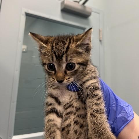 Shelter Stray Female Cat last seen , 980 Guilford College Rd, Greensboro, NC 27409, USA