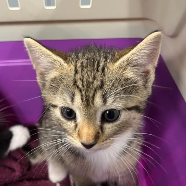 Shelter Stray Female Cat last seen , 980 Guilford College Rd, Greensboro, NC 27409, USA