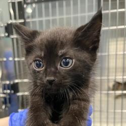 Shelter Stray Male Cat last seen , 980 Guilford College Rd, Greensboro, NC 27409, USA