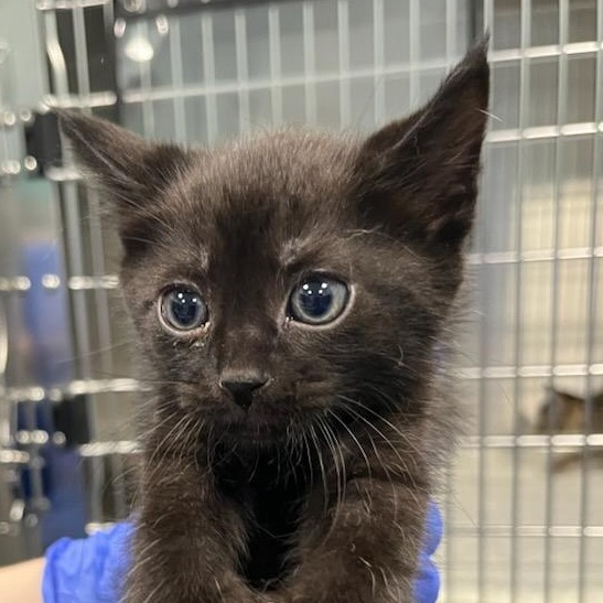Shelter Stray Male Cat last seen , 980 Guilford College Rd, Greensboro, NC 27409, USA