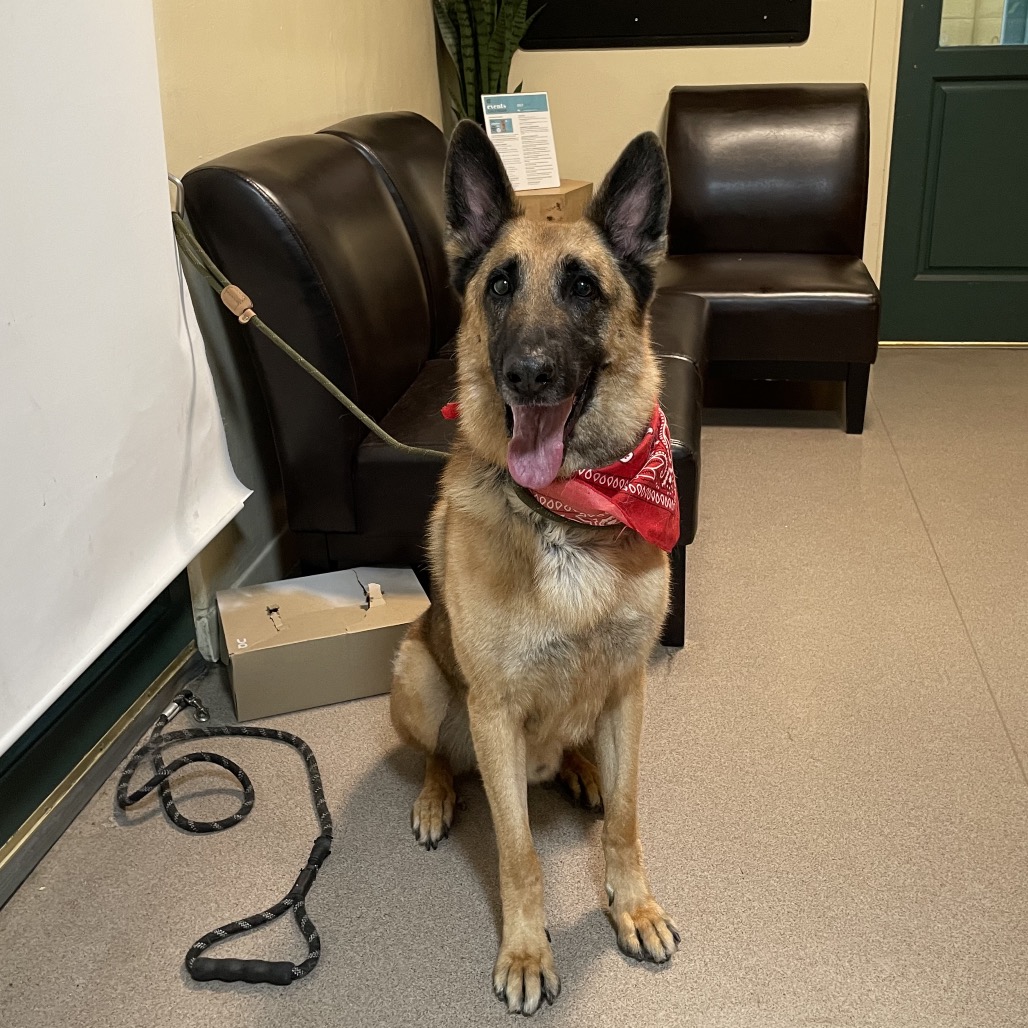 Shelter Stray Male Dog last seen , 361 S Raymond Ave, Pasadena, CA 91105, USA