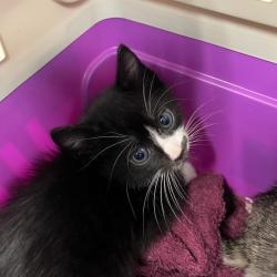 Shelter Stray Male Cat last seen , 980 Guilford College Rd, Greensboro, NC 27409, USA