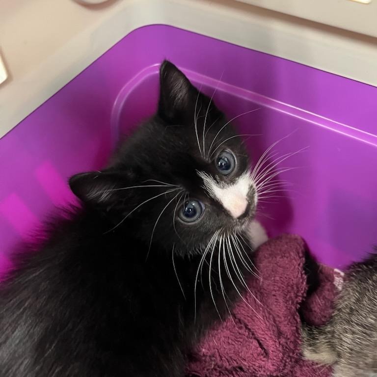 Shelter Stray Male Cat last seen , 980 Guilford College Rd, Greensboro, NC 27409, USA