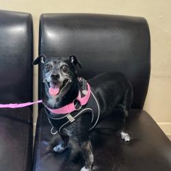 Shelter Stray Female Dog last seen , 361 S Raymond Ave, Pasadena, CA 91105, USA