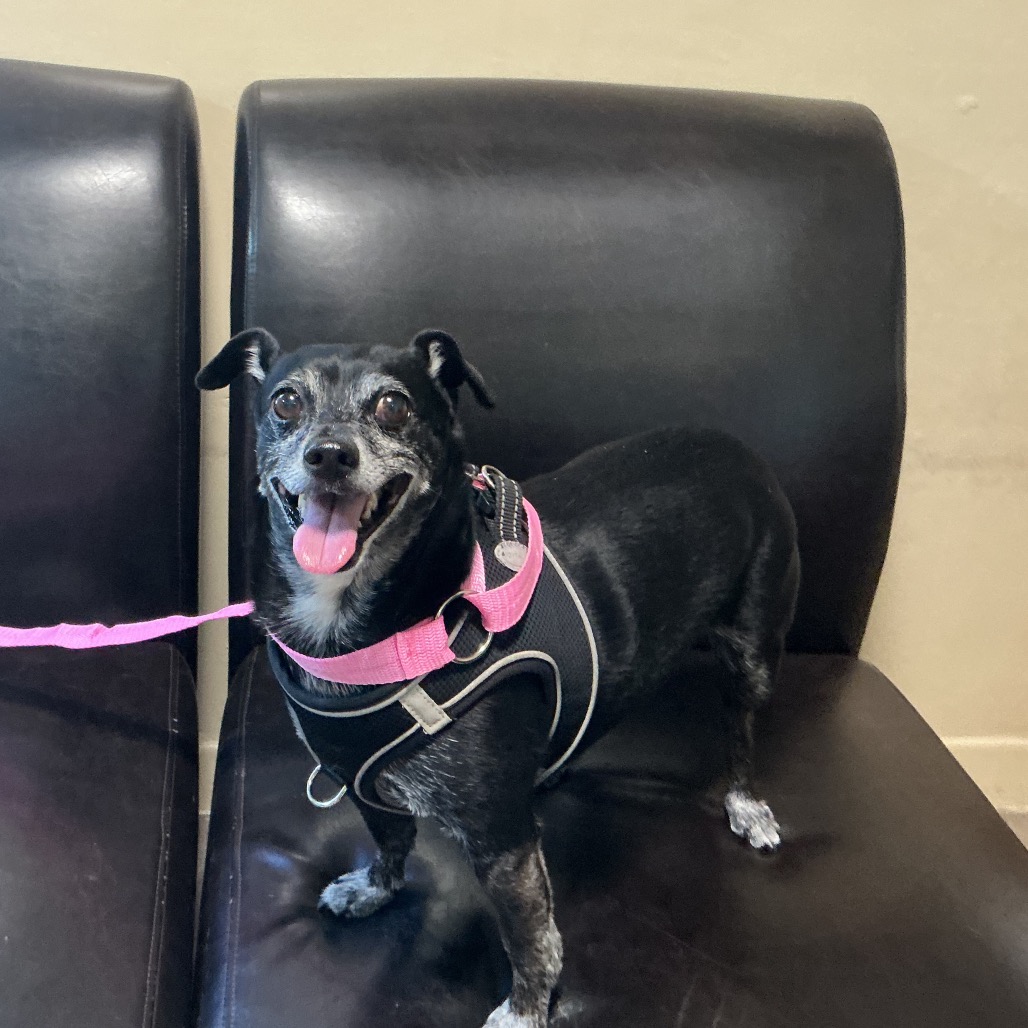 Shelter Stray Female Dog last seen , 361 S Raymond Ave, Pasadena, CA 91105, USA