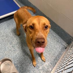 Shelter Stray Female Dog last seen , 980 Guilford College Rd, Greensboro, NC 27409, USA