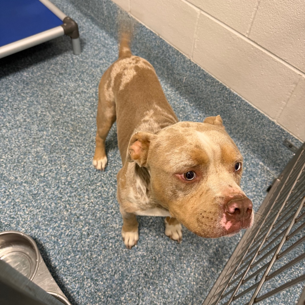 Shelter Stray Male Dog last seen , 980 Guilford College Rd, Greensboro, NC 27409, USA