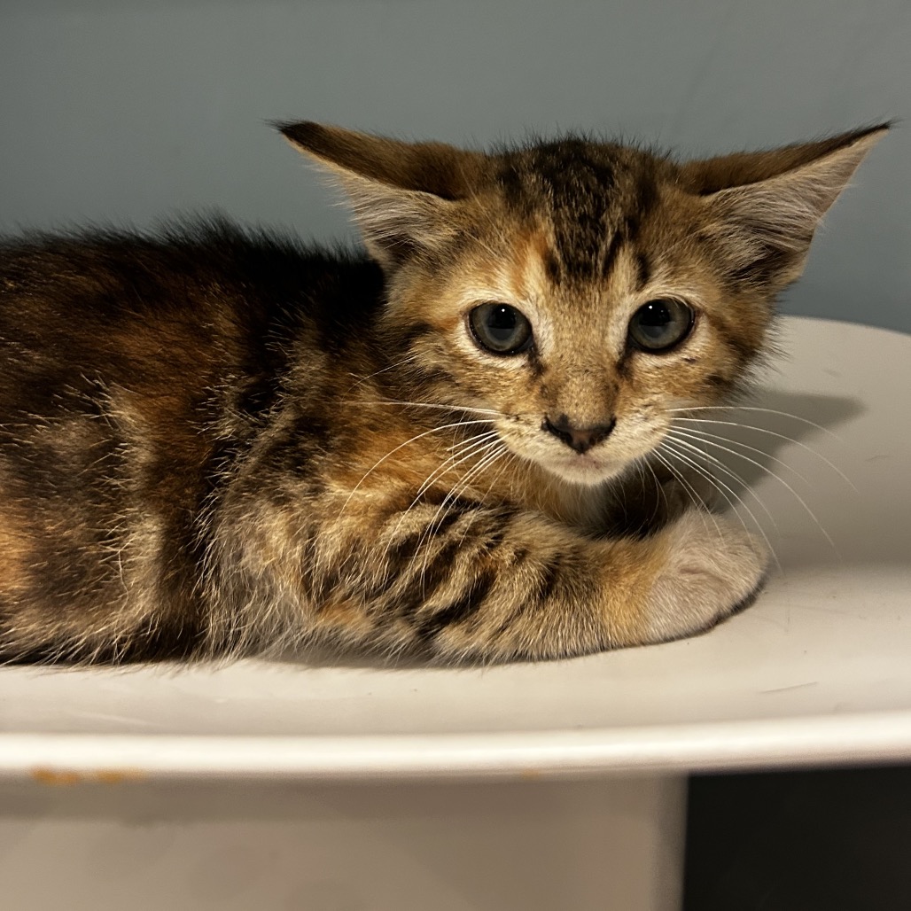 Shelter Stray Female Cat last seen , 4500 N Access Rd, Chattanooga, TN 37415, USA
