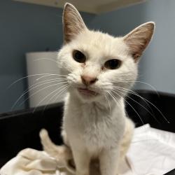 Shelter Stray Female Cat last seen , 4500 N Access Rd, Chattanooga, TN 37415, USA