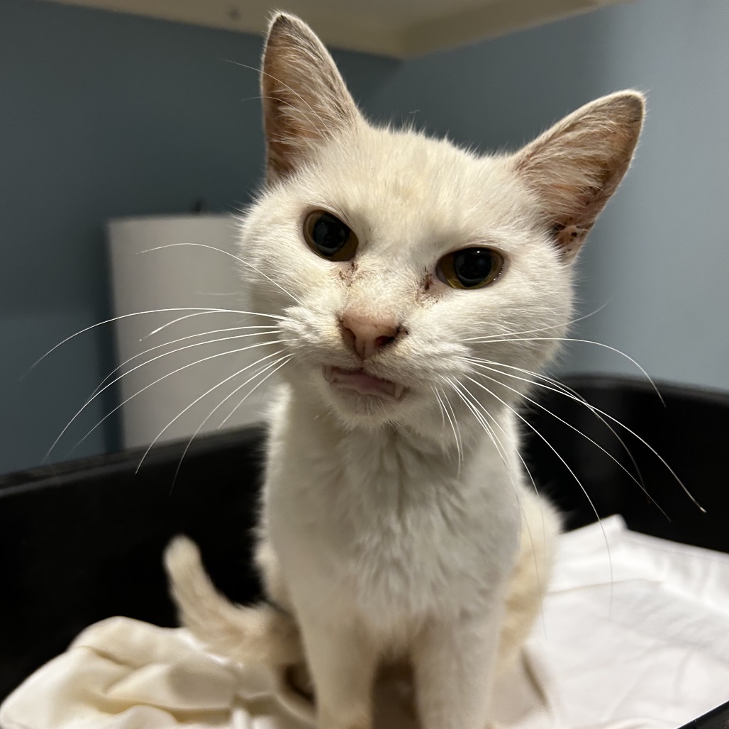 Shelter Stray Female Cat last seen , 4500 N Access Rd, Chattanooga, TN 37415, USA