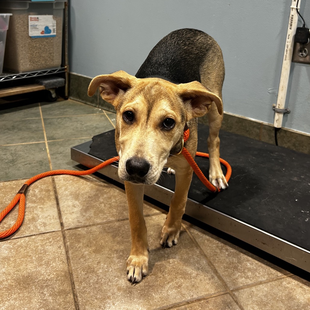Shelter Stray Female Dog last seen , 4500 N Access Rd, Chattanooga, TN 37415, USA