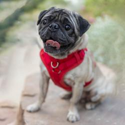 Shelter Stray Male Dog last seen , 4575 E Mesquite Ave, Palm Springs, CA 92264, USA