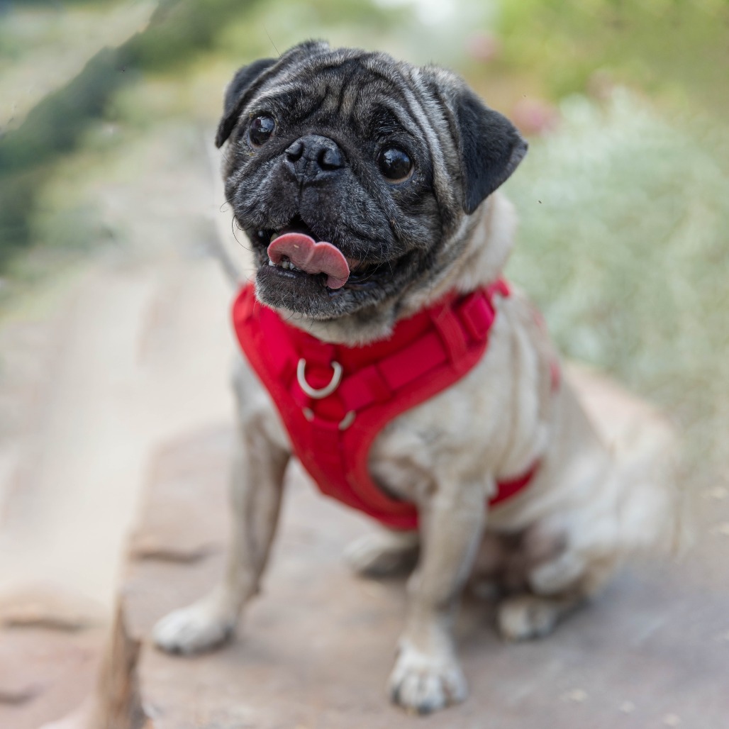 Shelter Stray Male Dog last seen , 4575 E Mesquite Ave, Palm Springs, CA 92264, USA