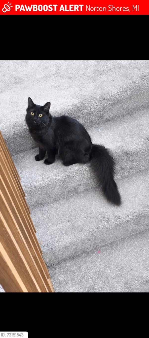 Lost Female Cat last seen Hoffmaster State Park, Norton Shores, MI 49441