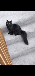 Lost Female Cat last seen Hoffmaster State Park, Norton Shores, MI 49441