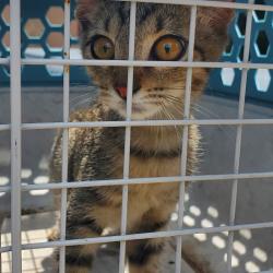 Shelter Stray Male Cat last seen , 141 Canna Ln, Lake Jackson, TX 77566, USA