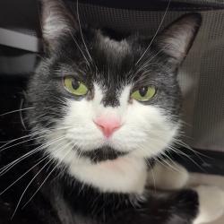 Shelter Stray Female Cat last seen , 3607 N Armenia Ave, Tampa, FL 33607, USA