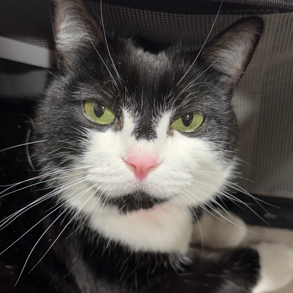 Shelter Stray Female Cat last seen , 3607 N Armenia Ave, Tampa, FL 33607, USA