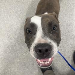 Shelter Stray Male Dog last seen , 21800 Central Ave, Matteson, IL 60443, USA