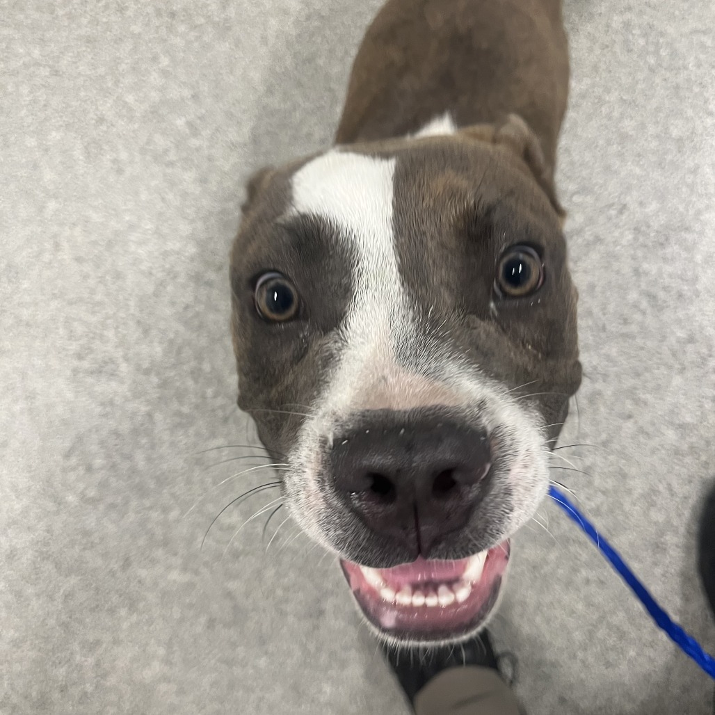 Shelter Stray Male Dog last seen , 21800 Central Ave, Matteson, IL 60443, USA