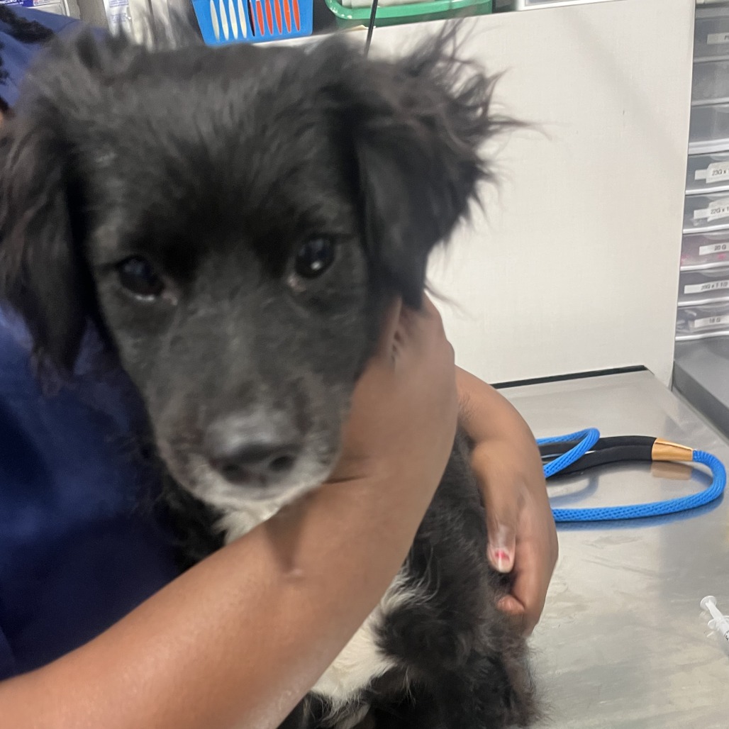 Shelter Stray Female Dog last seen , 21800 Central Ave, Matteson, IL 60443, USA