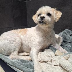 Shelter Stray Male Dog last seen , Animal Care & Control Team of Philly, 111 W Hunting Park Ave, Philadelphia, PA 19140, USA