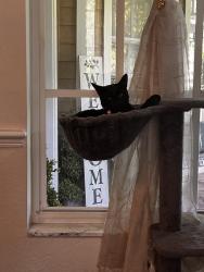 Lost Female Cat last seen Shadow Run Riverview, Riverview, FL 33569