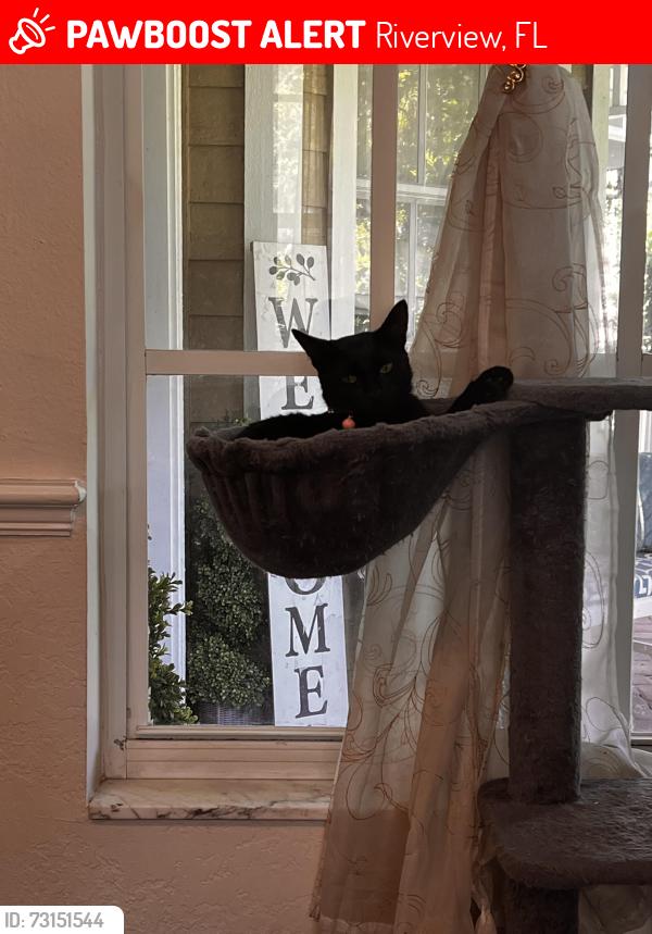Lost Female Cat last seen Shadow Run Riverview, Riverview, FL 33569